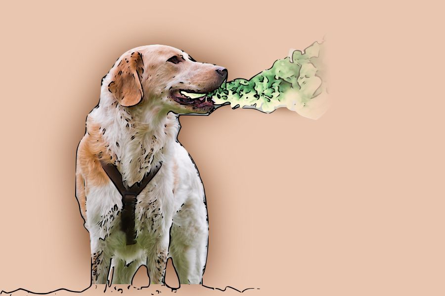 Image stylisée d'un golden retriever qui pue de la gueule - Graphisme vert qui sort de sa gueule comme un nuage - Anicare Dental Snack