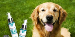 Golden Retriever auf Wiese mit Anicare Premium Dental Care Sprays