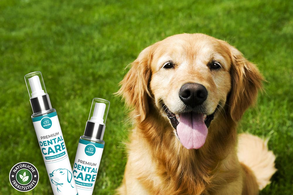 Golden Retriever dans un pré vert avec Anicare Premium Dental Care Sprays