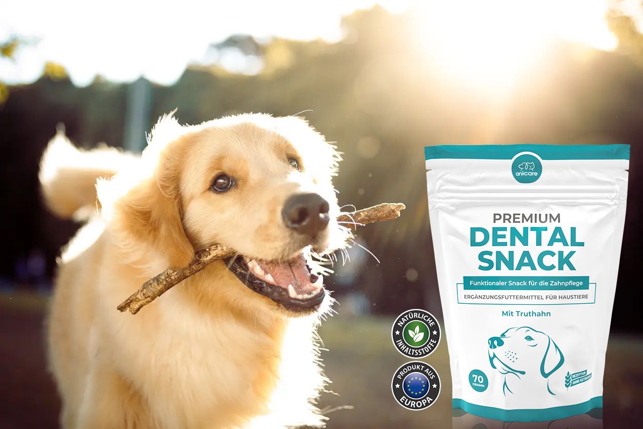 Chiens avec un bâton dans la bouche à côté de lui est un paquet de Premium Anicare Dental Snack