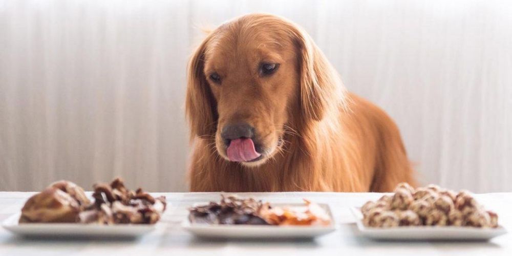 Un chien brun se tient devant 3 assiettes de nourriture différente et se lèche le museau