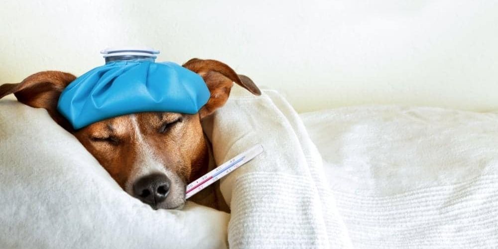 Chien malade au lit avec thermomètre et sac de glace sur la tête 