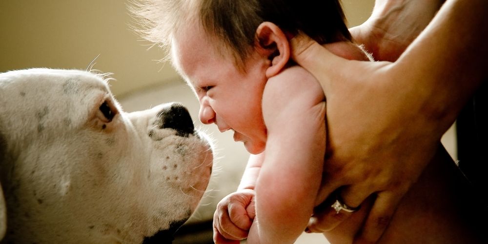 La mère tient le bébé avec ses deux bras par le visage d'un chien. L'enfant a l'air légèrement dégoûté par l'odeur de la gueule du chien