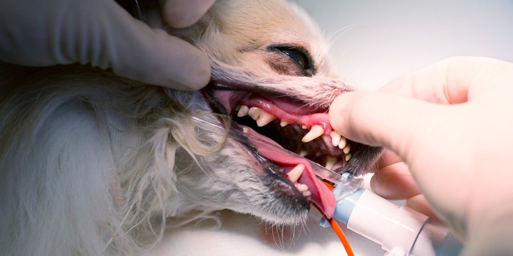 Chihuahua allongé sur la table d'opération, la gueule ouverte, sous anesthésie, pour un détartrage - Premium Dental Care