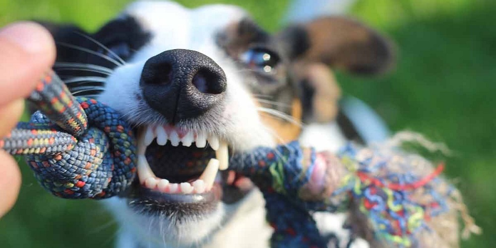 Jack Russel Terrier tire sur les jouets pour chiens en montrant les dents - Premium Dental Care