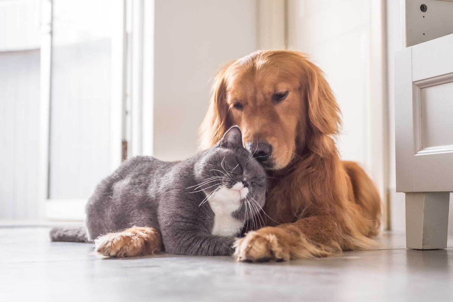 chien et chat