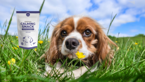 Premium Calming Snack avec un chien dans l'herbe