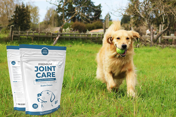 Golden Retriever jouant dans un pré avec une balle de tennis dans la bouche - à côté du produit Premium Joint Care d'Anicare