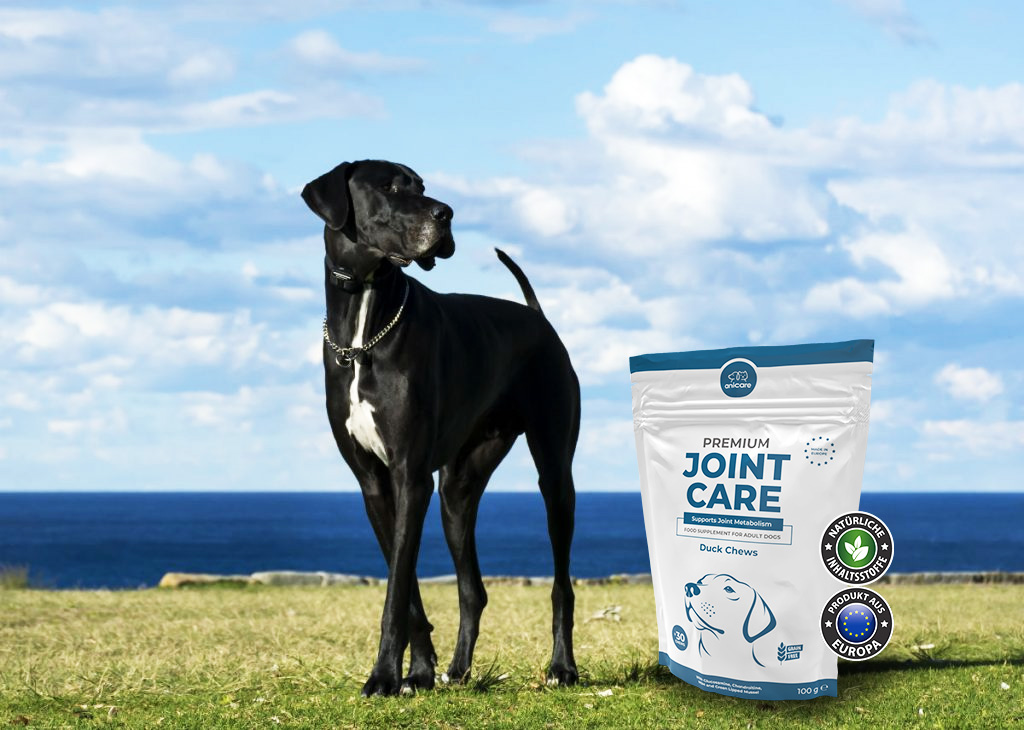 Premium Joint Care Un dogue noir se tient sur une pelouse face à la mer, à côté d'un paquet d'Anicare Premium Joint Care