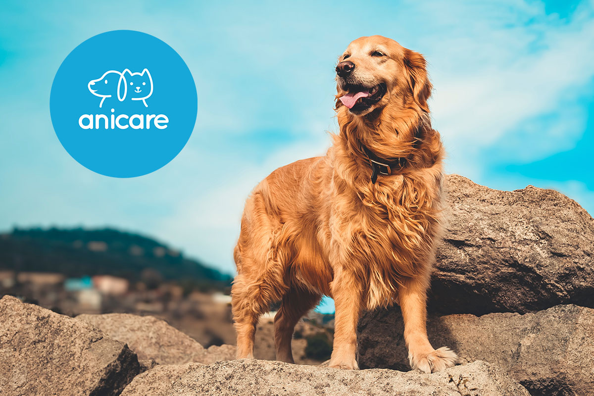 Chien dans le vent avec le logo d'anicare