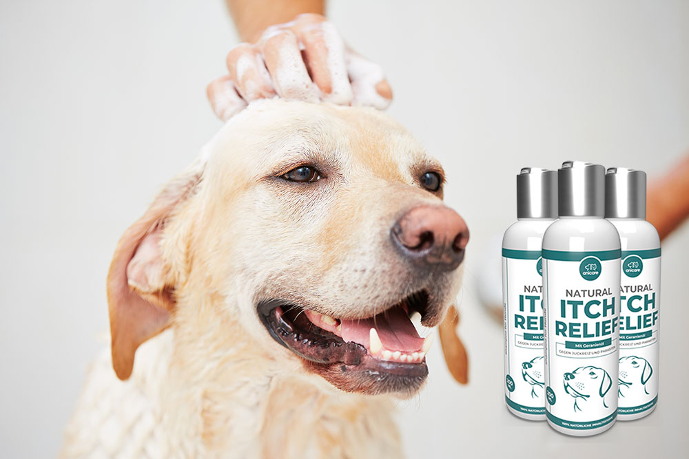 le chien est couvert de Natural Itch Relief shampoo